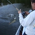 fishing-pics-musky-ottawa-053