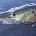 fishing-pics-musky-ottawa-085