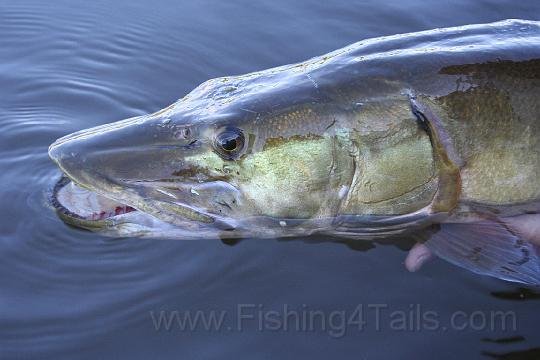 fishing-pics-musky-ottawa-085.jpg